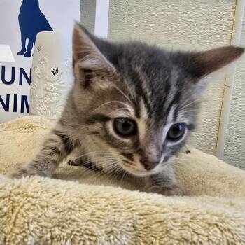 Domestic Short Hair Cats Available for Adoption in Madisonville, Tennessee - Gabby | PetCurious