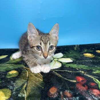 Honey -  Domestic Short Hair Cat for Adoption in San Antonio, Texas - Honey | PetCurious