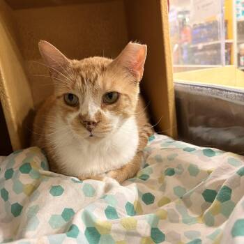 Dorian -  Domestic Short Hair Cat for Adoption in Bellmawr, New Jersey - Dorian | PetCurious
