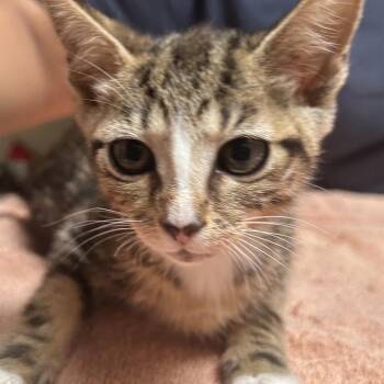 Tumbleweed -  Domestic Short Hair Cat for Adoption in Dallas, Texas - Tumbleweed | PetCurious