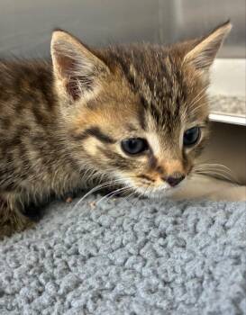 Domestic Short Hair Cats Available for Adoption in Hartsville, South Carolina - Scrubbie | PetCurious