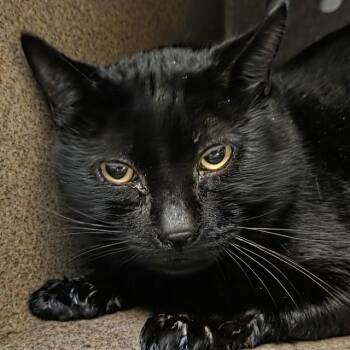 Domestic Short Hair Cats Available for Adoption - A606478 | PetCurious
