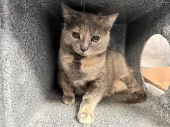 Smokey -  Domestic Short Hair Cat for Adoption in New York, New York - Smokey | PetCurious