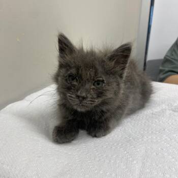 Mio -  Domestic Short Hair Cat for Adoption in Chattanooga, Tennessee - Mio | PetCurious