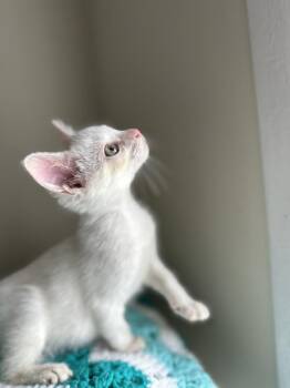 Velociraptor -  Siamese Cat for Adoption in Chicago, Illinois - Velociraptor | PetCurious