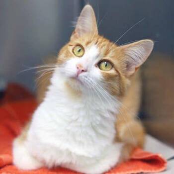 Peach-Cobbler -  Domestic Medium Hair Cat for Adoption in Atlanta, Georgia - Peach-Cobbler | PetCurious