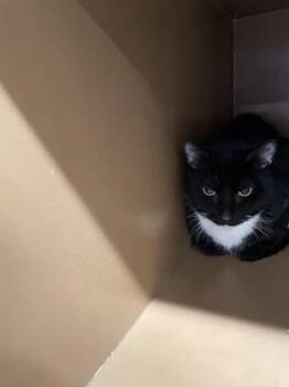 Domestic Short Hair Cats Available for Adoption in Hamilton Township, New Jersey - Milo | PetCurious