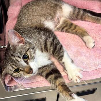 Janice -  Domestic Short Hair Cat for Adoption in Bristol, Indiana - Janice | PetCurious