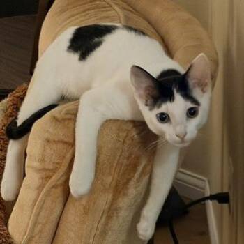 Cayenne -  Domestic Short Hair Cat for Adoption in Bentonville, Arkansas - Cayenne | PetCurious