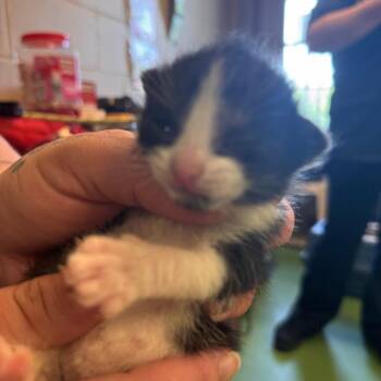 Gru -  Domestic Short Hair Cat for Adoption in South Haven, Michigan - Gru | PetCurious
