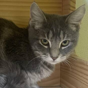 Fishstick -  Domestic Short Hair Cat for Adoption in New Philadelphia, Ohio - Fishstick | PetCurious
