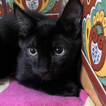 Twilight -  American Shorthair Cat for Adoption in Los Angeles, California - Twilight | PetCurious