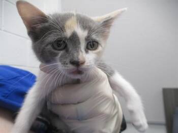 A383163 -  Domestic Short Hair Cat for Adoption in Ocala, Florida - A383163 | PetCurious