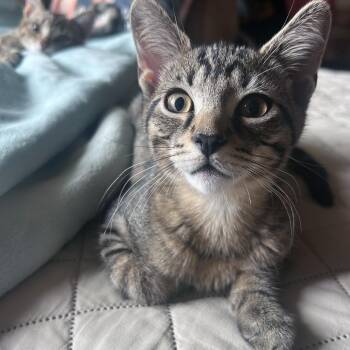 Lightning Bug -  Domestic Short Hair Cat for Adoption in Plainfield, Illinois - Lightning Bug | PetCurious