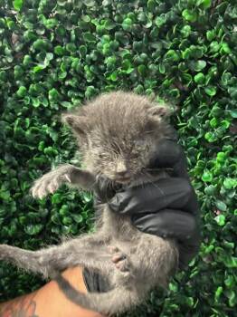 61510705 -  Domestic Medium Hair Cat for Adoption in El Paso, Texas - 61510705 | PetCurious