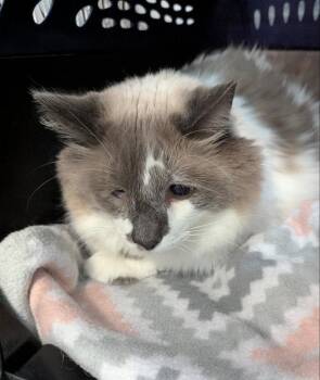 Forte -  Domestic Long Hair Cat for Adoption in Ocala, Florida - Forte | PetCurious
