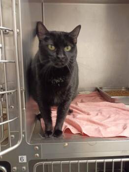 Luna -  Domestic Short Hair Cat for Adoption in Albany, Georgia - Luna | PetCurious