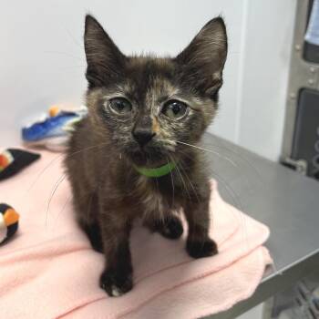 Waffle -  Domestic Short Hair Cat for Adoption in Fort Wayne, Indiana - Waffle | PetCurious