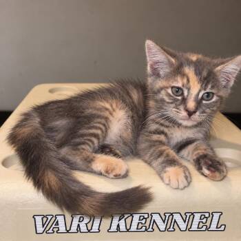Nova -  Domestic Short Hair Cat for Adoption in Tucson, Arizona - Nova | PetCurious
