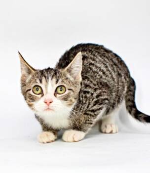 Daphne -  Domestic Short Hair Cat for Adoption in Morton Grove, Illinois - Daphne | PetCurious