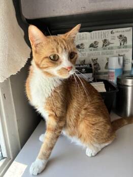 *Wanda* -  Domestic Short Hair Cat for Adoption in Salt Lake City, Utah - *Wanda* | PetCurious