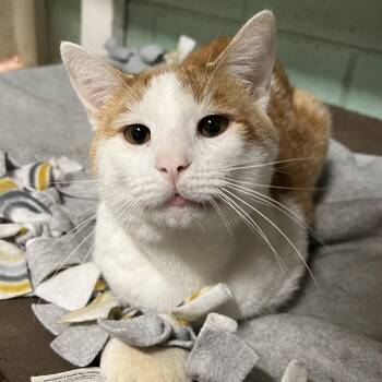Jayce -  Domestic Short Hair Cat Available for Adoption in Spencer, Iowa - Jayce | PetCurious
