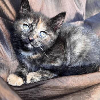 Toni Chestnut K 56198 -  Domestic Short Hair Cat for Adoption in Eaton Rapids, Michigan - Toni Chestnut K 56198 | PetCurious