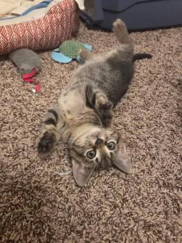 Domestic Short Hair Cats Available for Adoption in Anna, Texas - Cali | PetCurious