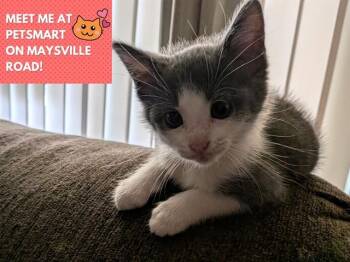 SUPERMAN -  Domestic Short Hair Cat for Adoption in Fort Wayne, Indiana - SUPERMAN | PetCurious