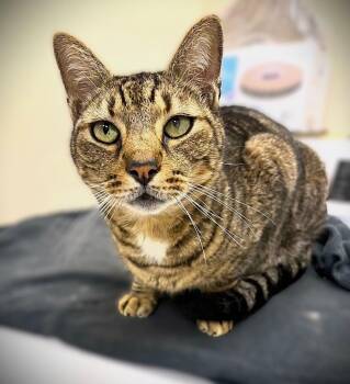 Tabby Cats Available for Adoption - Chester | PetCurious
