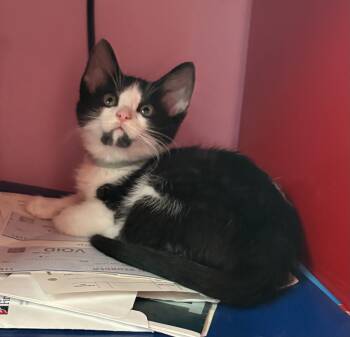 Angus (Cow Herd Litter) -  Domestic Short Hair Cat for Adoption in Baltimore, Maryland - Angus (Cow Herd Litter) | PetCurious