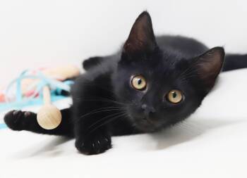 Captain is a licorice delight - OLD ENOUGH TO GO SOLO -  Bombay and Maine Coon Cat for Adoption in Bedford Hills, New York - Captain Is A Licorice Delight - OLD ENOUGH TO GO SOLO | PetCurious