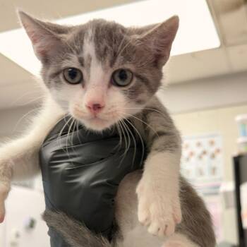 Mario -  Domestic Short Hair Cat for Adoption in Evansville, Indiana - Mario | PetCurious