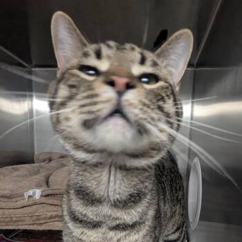 Domestic Short Hair Cats Available for Adoption - Maxwell | PetCurious