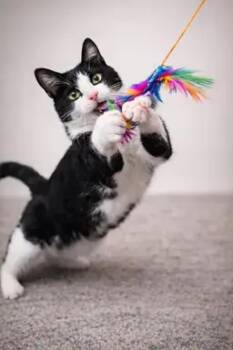 Snoop Dog -  Domestic Short Hair Cat Available for Adoption in North Babylon, New York - Snoop Dog | PetCurious