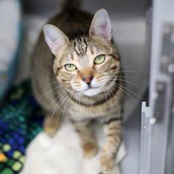 Domestic Short Hair Cats Available for Adoption in Atlanta, Georgia - Lynn | PetCurious