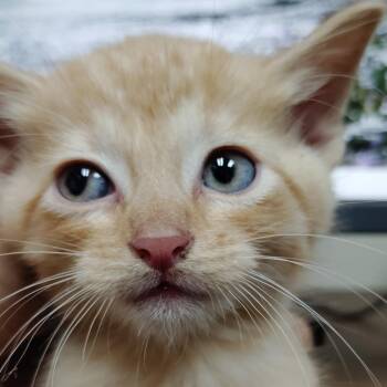 Chamberlain -  Domestic Short Hair Cat for Adoption in Valley, Alabama - Chamberlain | PetCurious