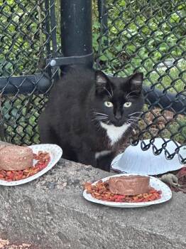 Mama Tux -  Domestic Short Hair Cat for Adoption in Boston, Massachusetts - Mama Tux | PetCurious