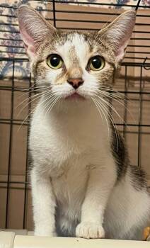 Rescue Domestic Short Hair Cats for Adoption in Anderson, Indiana - Chica | PetCurious