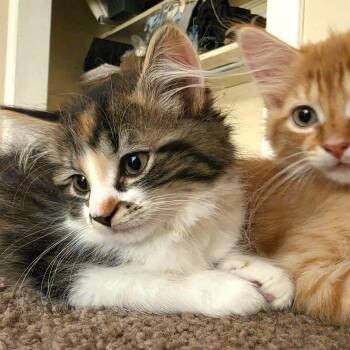 Effie -  Tabby and Domestic Medium Hair Cat Available for Adoption in Lombard, Illinois - Effie | PetCurious