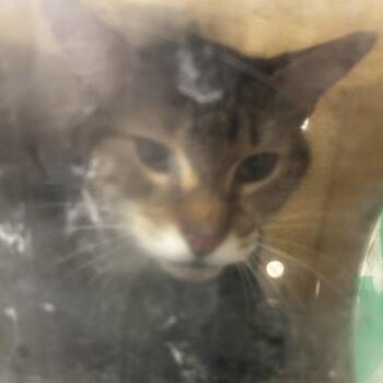 King Pin -  Domestic Short Hair Cat for Adoption in Philadelphia, Pennsylvania - King Pin | PetCurious