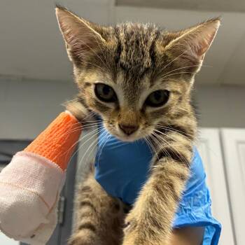 Chimichanga -  Domestic Short Hair Cat for Adoption in Greenville, South Carolina - Chimichanga | PetCurious
