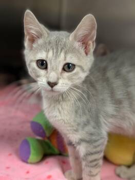 Domestic Short Hair Cats Available for Adoption - Caterpie | PetCurious