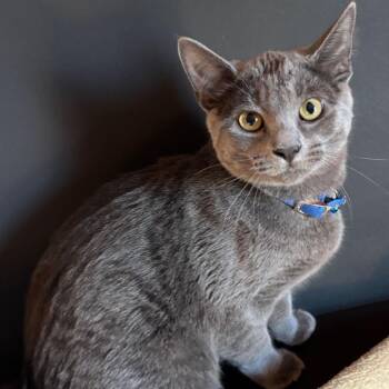 Domestic Short Hair Cats Available for Adoption - Archibald | PetCurious