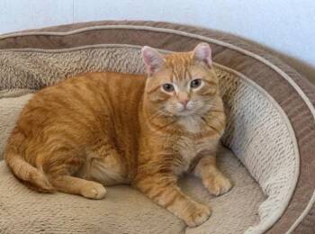 Winter-Green -  Domestic Short Hair Cat for Adoption in Winnipeg, Manitoba - Winter-Green | PetCurious