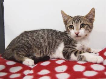 Domestic Short Hair Cats Available for Adoption - A900414 | PetCurious