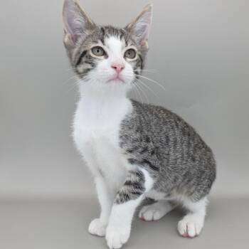 Trixie -  Domestic Short Hair Cat for Adoption in Williston, Florida - Trixie | PetCurious