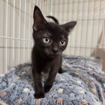 Janet -  Domestic Short Hair Cat for Adoption in Chattanooga, Tennessee - Janet | PetCurious