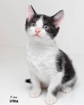 Domestic Short Hair Cats Available for Adoption in Boone, Iowa - Lyria | PetCurious