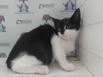 A597889 -  Domestic Short Hair Cat for Adoption in Orlando, Florida - A597889 | PetCurious